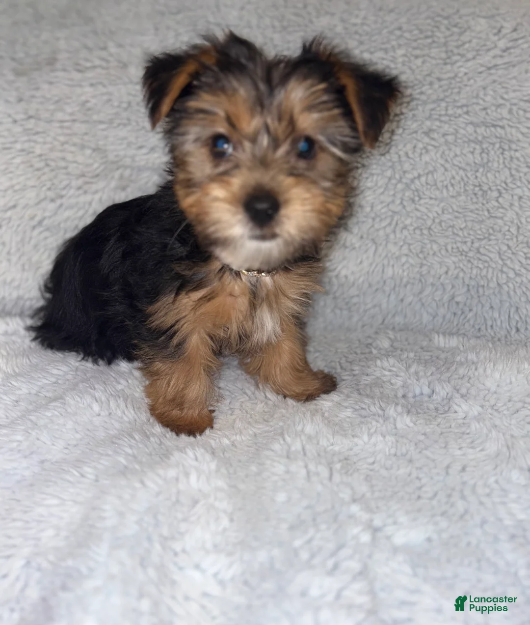 Yorkshire Terrier dogs for sale: Yorkshire Terrier Puppy 1 - Ad 1