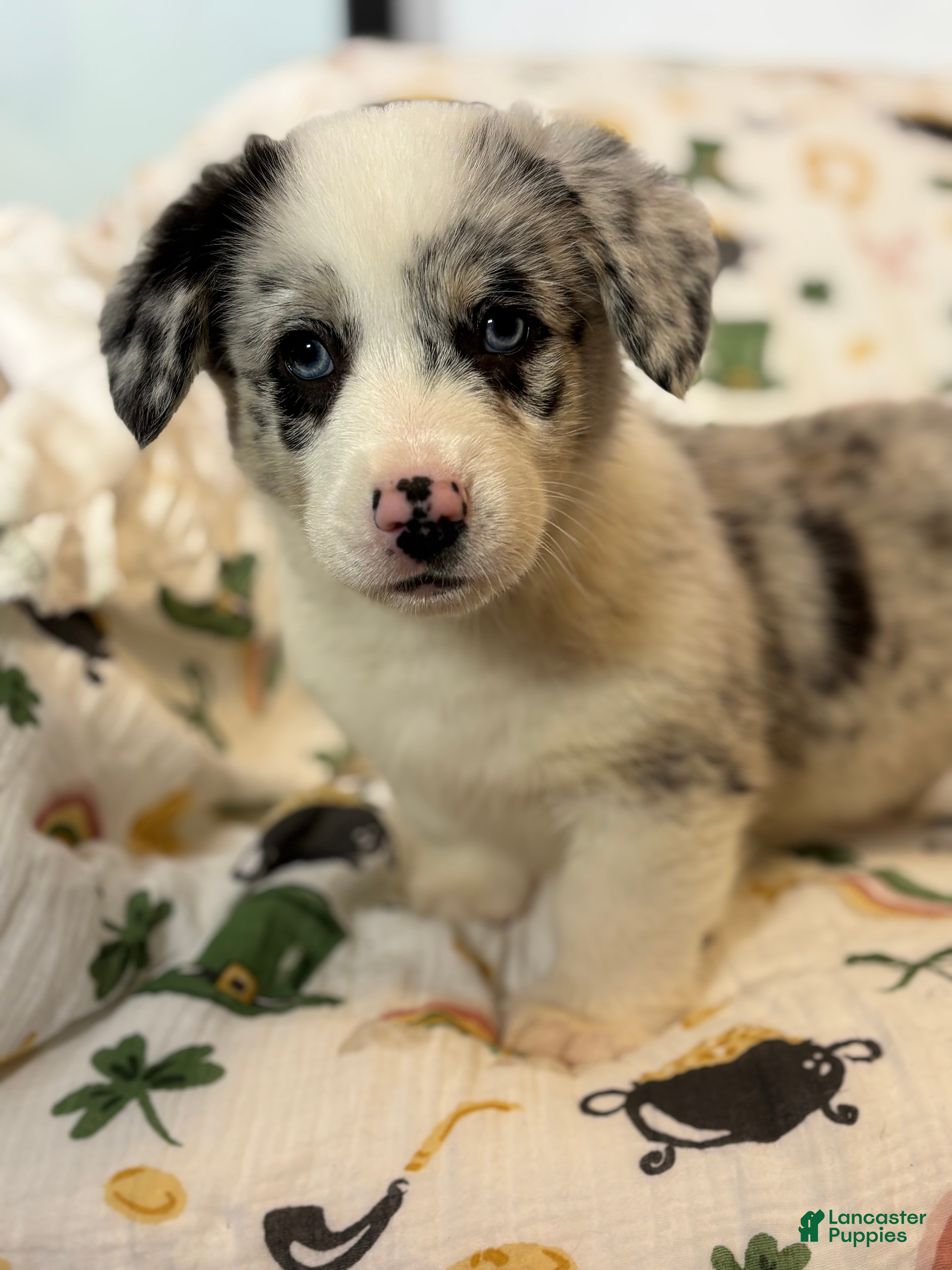 Mixed Breed dogs Charlie - Ad 17