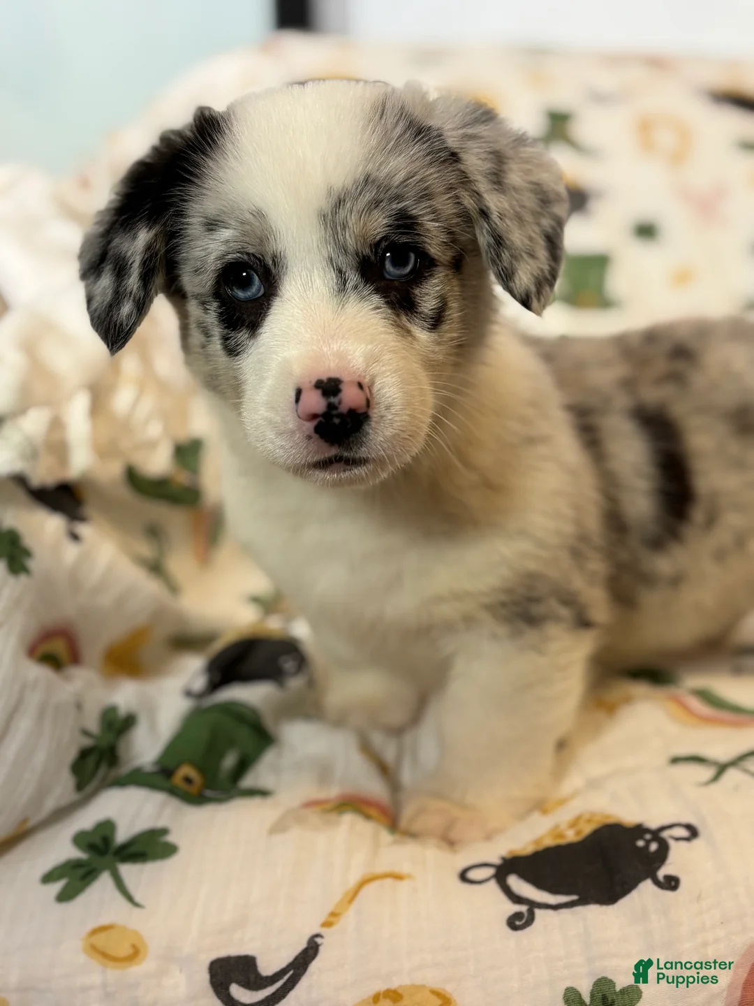 Mixed Breed dogs for sale: Charlie - Ad 1