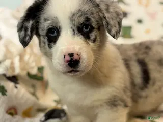 Mixed Breed dogs Charlie - Ad 14