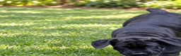 Cane Corso dogs for sale: Cane Corso 1 - Ad 48