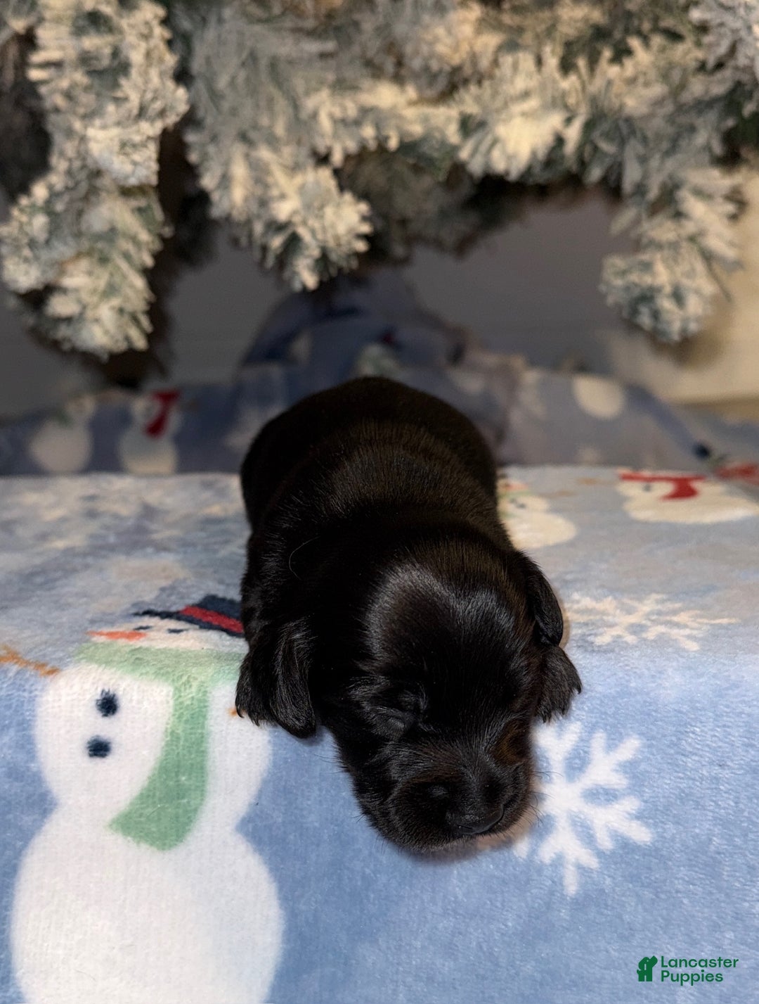 Miniature Dachshund dogs for sale: Lucas - Ad 9