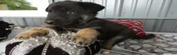 German Shepherd dogs for sale: German Shepherd 3 Wyona - Ad 3