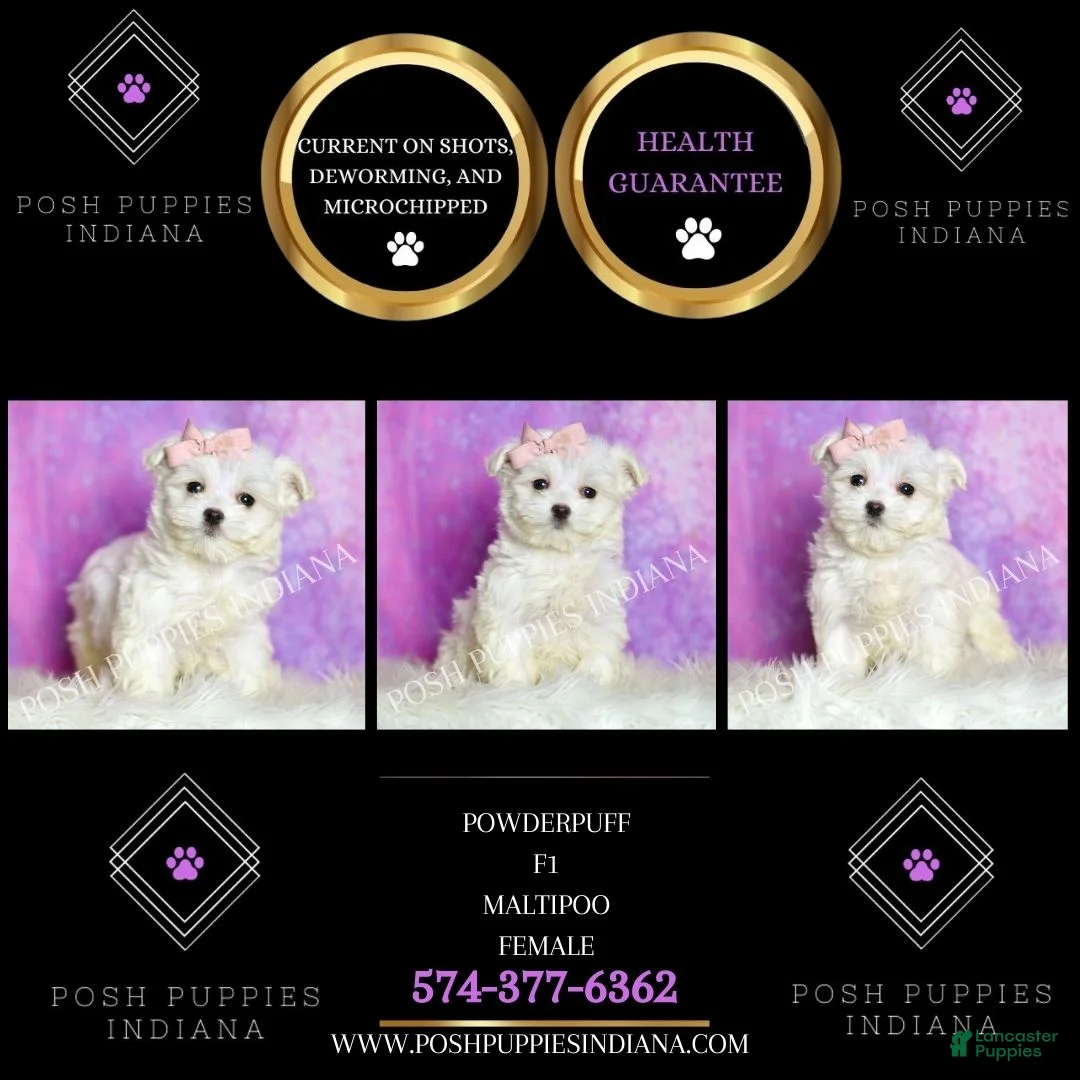 Maltipoo dogs for sale: Powder Puff - Ad 2