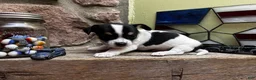 Chihuahua dogs for sale: 🐾Milhouse~Tricolor Chihuahua - Ad 6