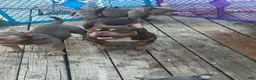 American Bully dogs for sale: Fendi - Ad 5