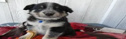 Australian Cattle Dog dogs for sale: Australian Cattle Dog 2 Scotty - Ad 4