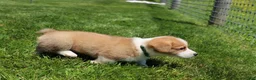 Welsh Corgi Pembroke dogs for sale: Milo  - Ad 8