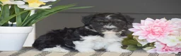 Havanese dogs for sale: Kayla - Ad 1