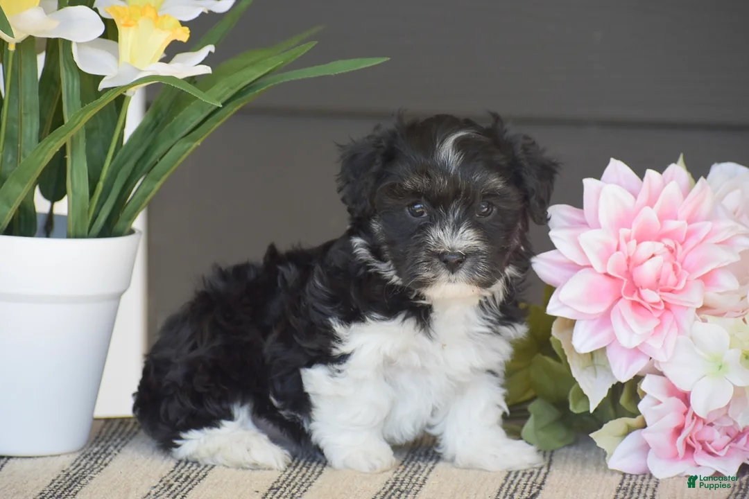 Havanese dogs for sale: Kayla - Ad 1