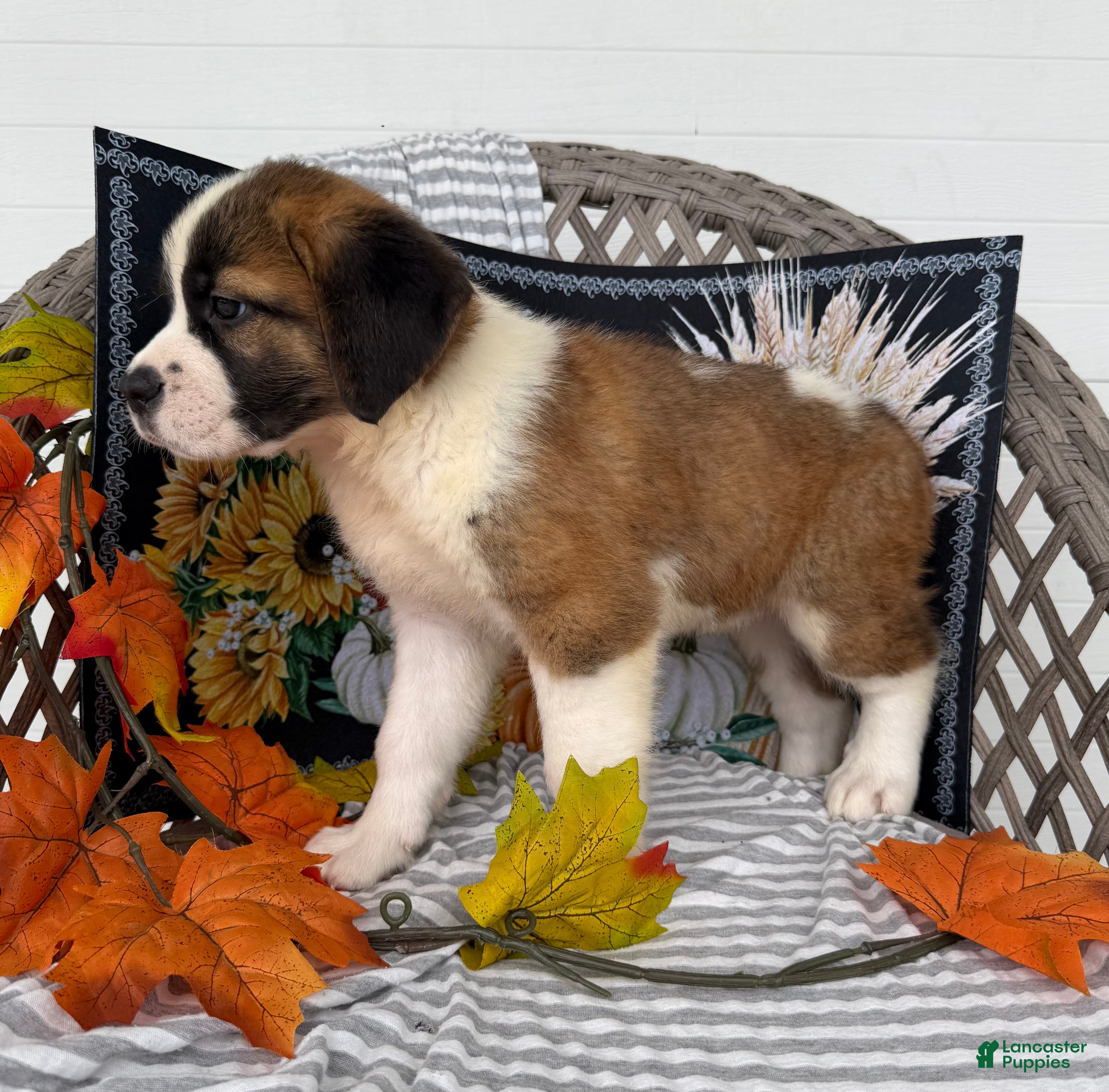 Saint Bernard dogs Queen - Ad 2