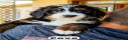 Bernedoodle dogs for sale: Cove - Ad 9