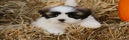 Lhasa Apso dogs for sale: Hank - Ad 4