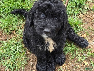 Labradoodle dogs - Ad 12