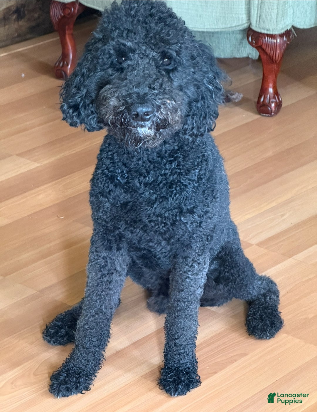 Goldendoodle dogs for stud: Monty - Ad 4