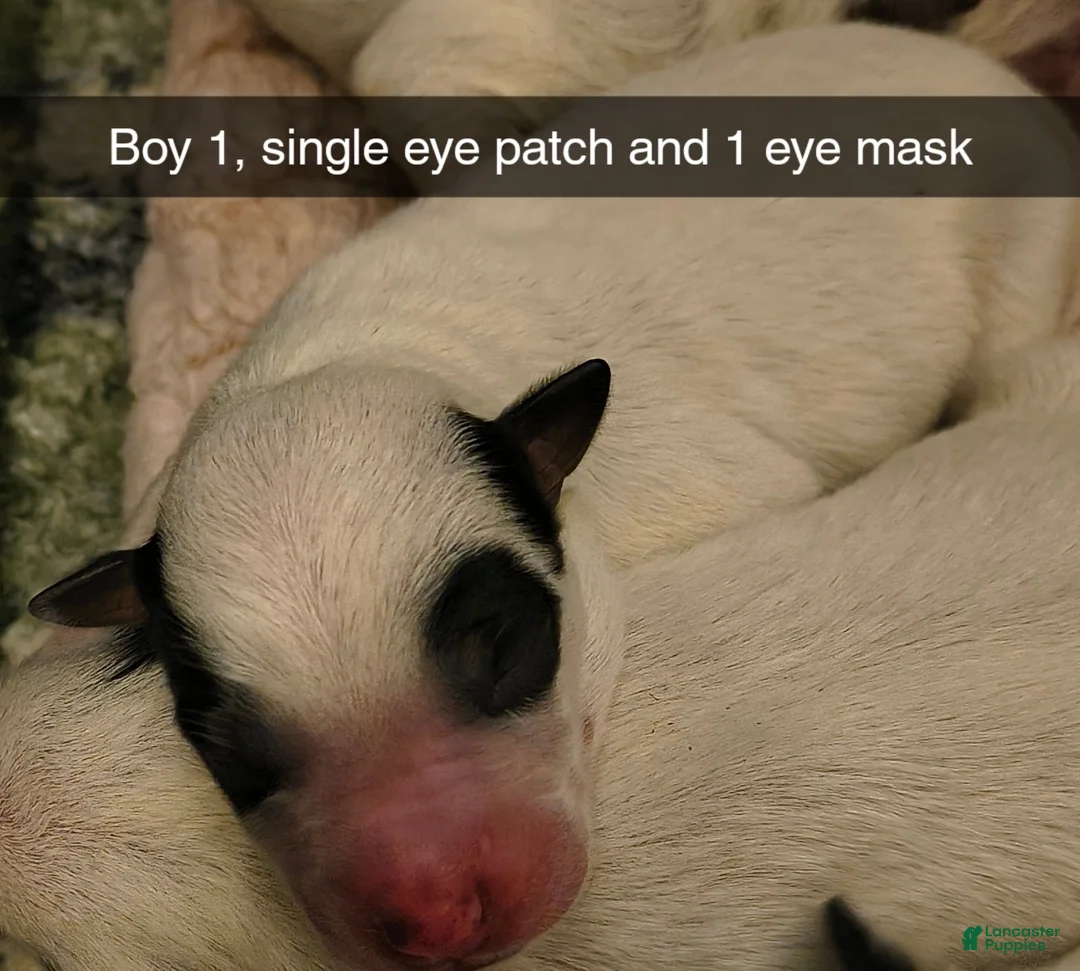 Australian Cattle Dog dogs for sale: Australian Cattle Dog Puppy 1 - Ad 1