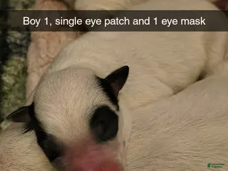 Australian Cattle Dog dogs Australian Cattle Dog Puppy 1 - Ad 1