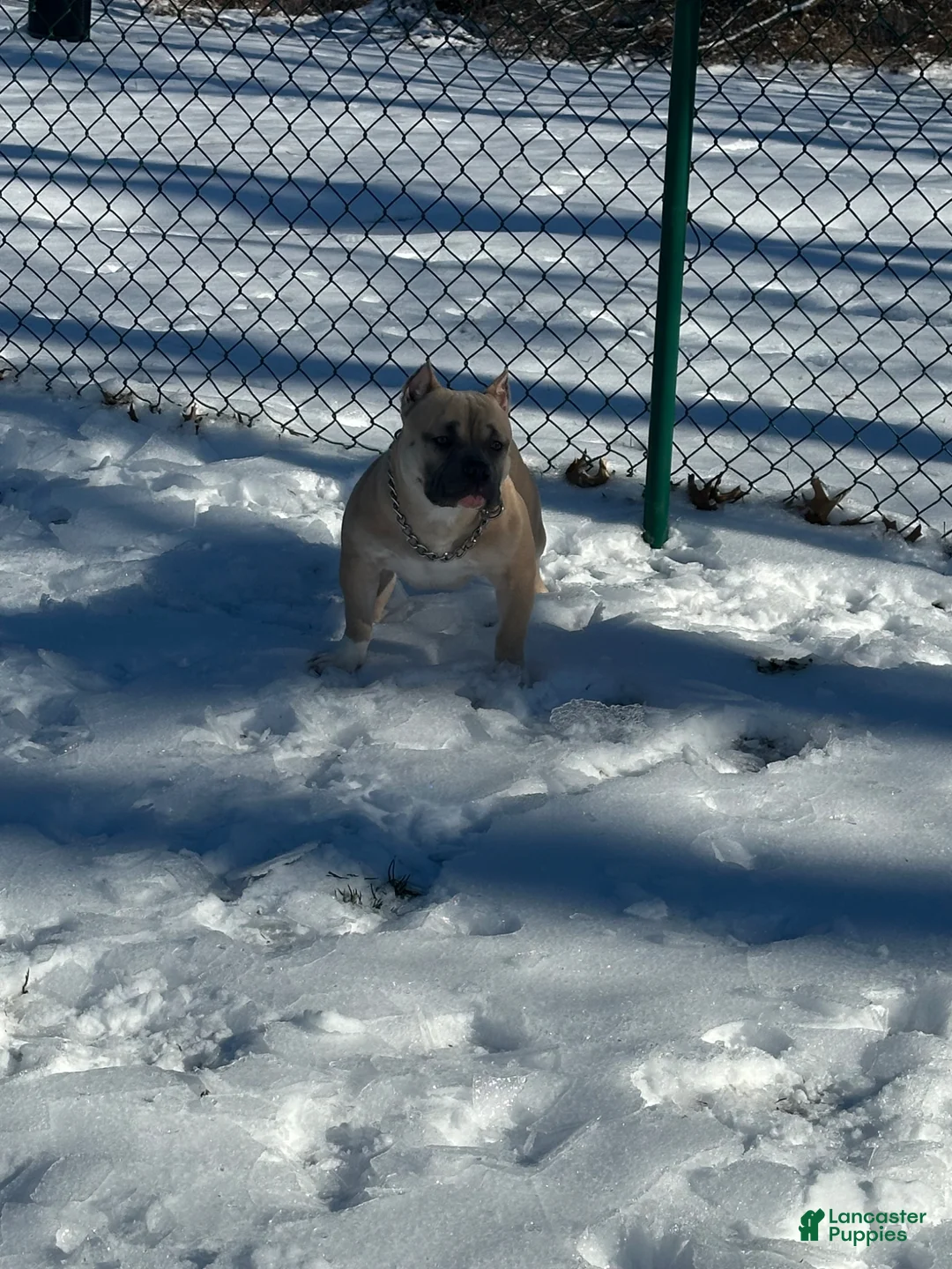 American Bully dogs for stud: Chop  - Ad 1