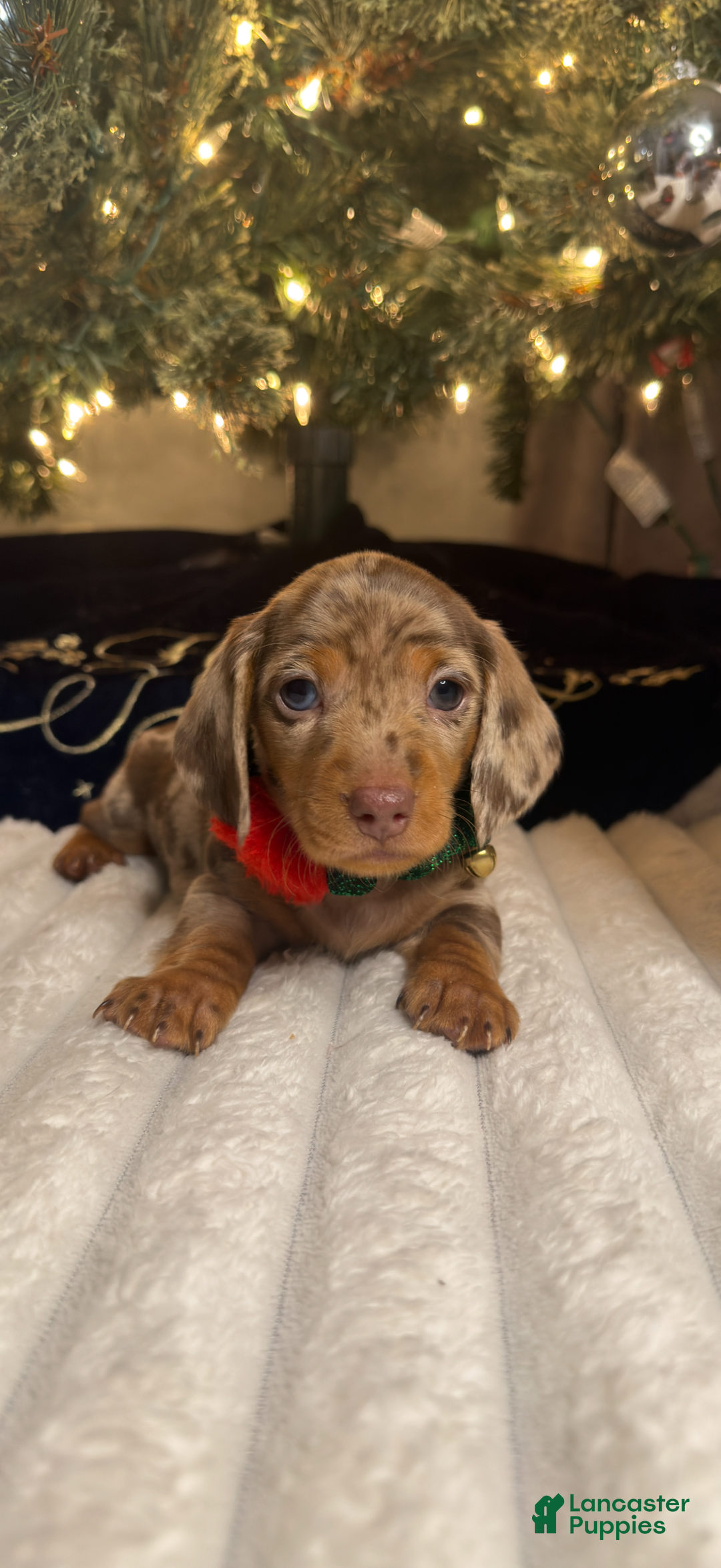 Miniature Dachshund dogs for sale: Smores - Ad 1