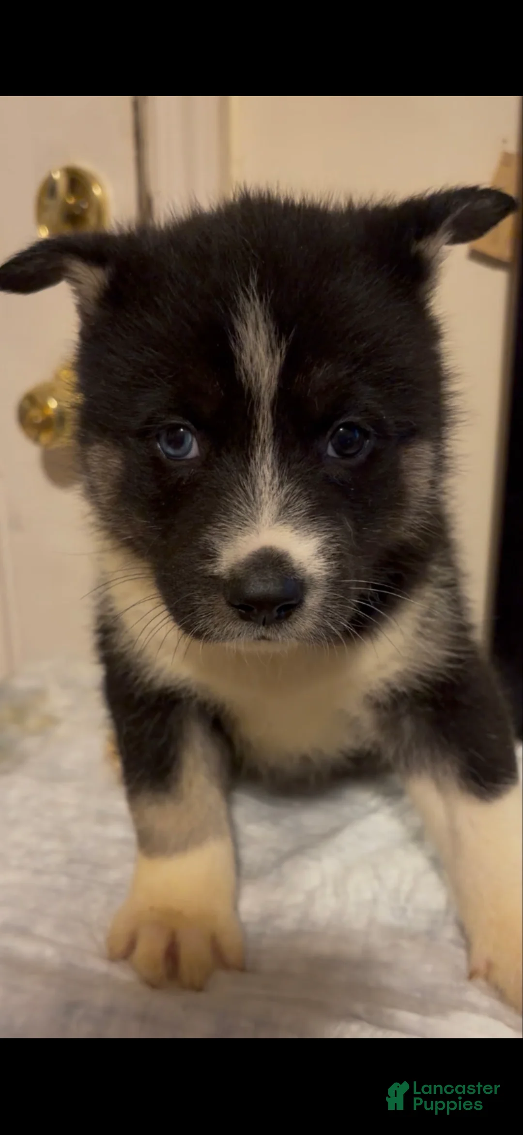 Mixed Breed dogs for sale: seven - Ad 2