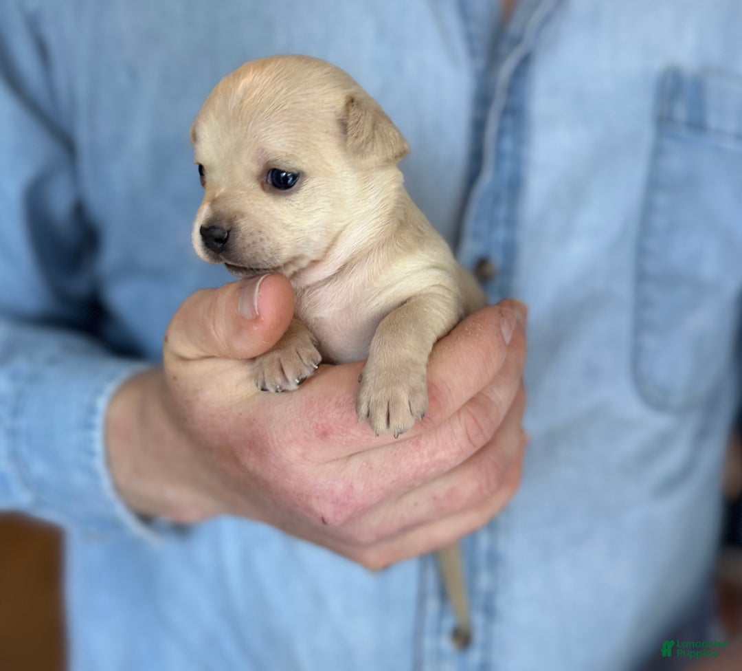 Chihuahua dogs for sale: Christmas  - Ad 10