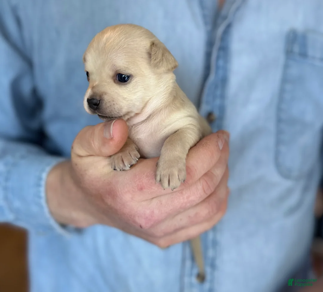 Chihuahua dogs for sale: Brandy  - Ad 22