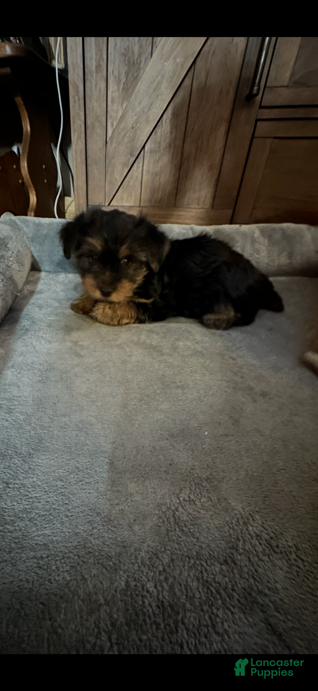 Yorkshire Terrier dogs Yorkshire Terrier Puppy 1 - Ad 2