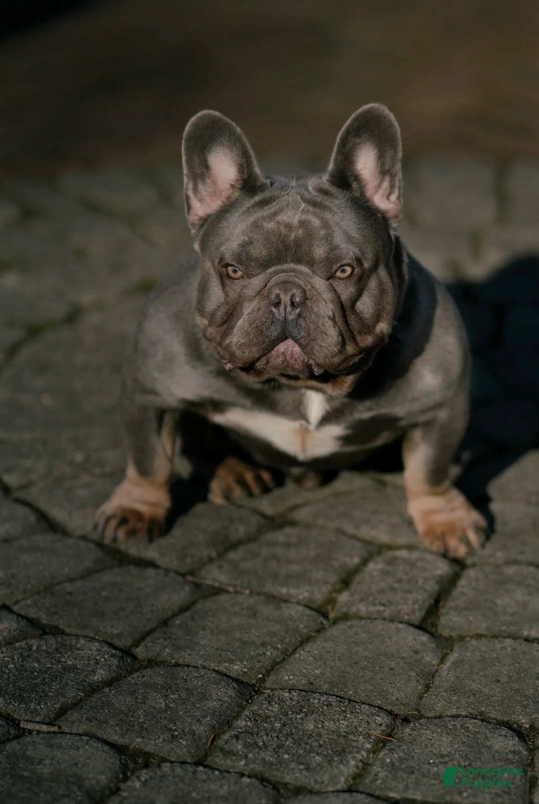 French Bulldog dogs for stud: Beastley Lilac Fluffy Carrier - Ad 3