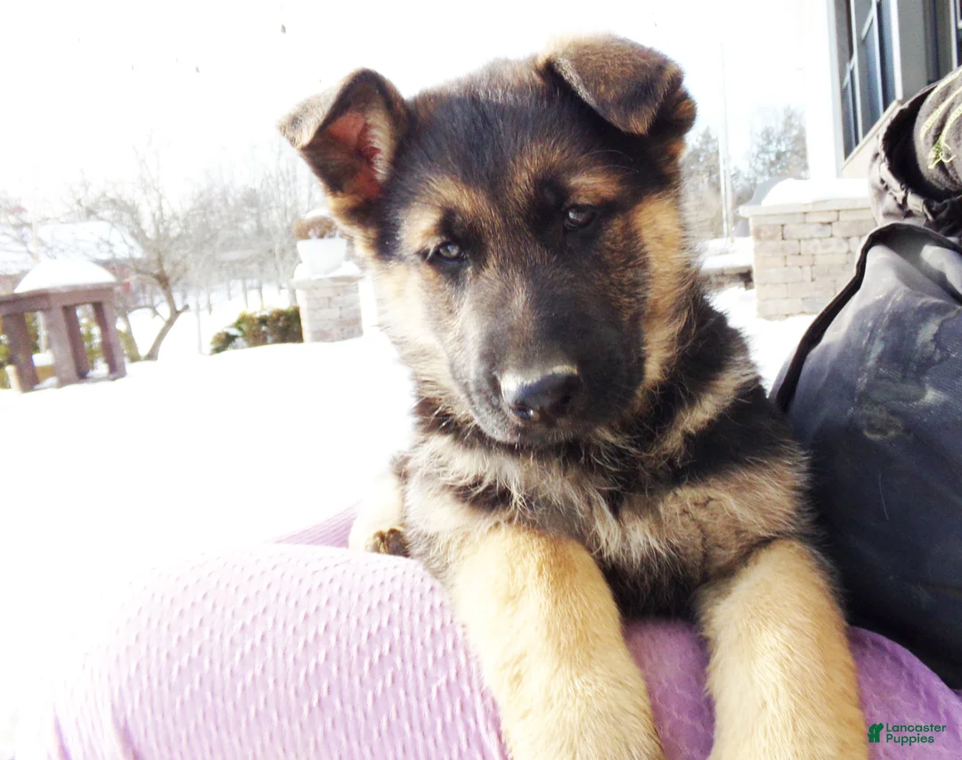 German Shepherd dogs for sale: Baily  - Ad 3