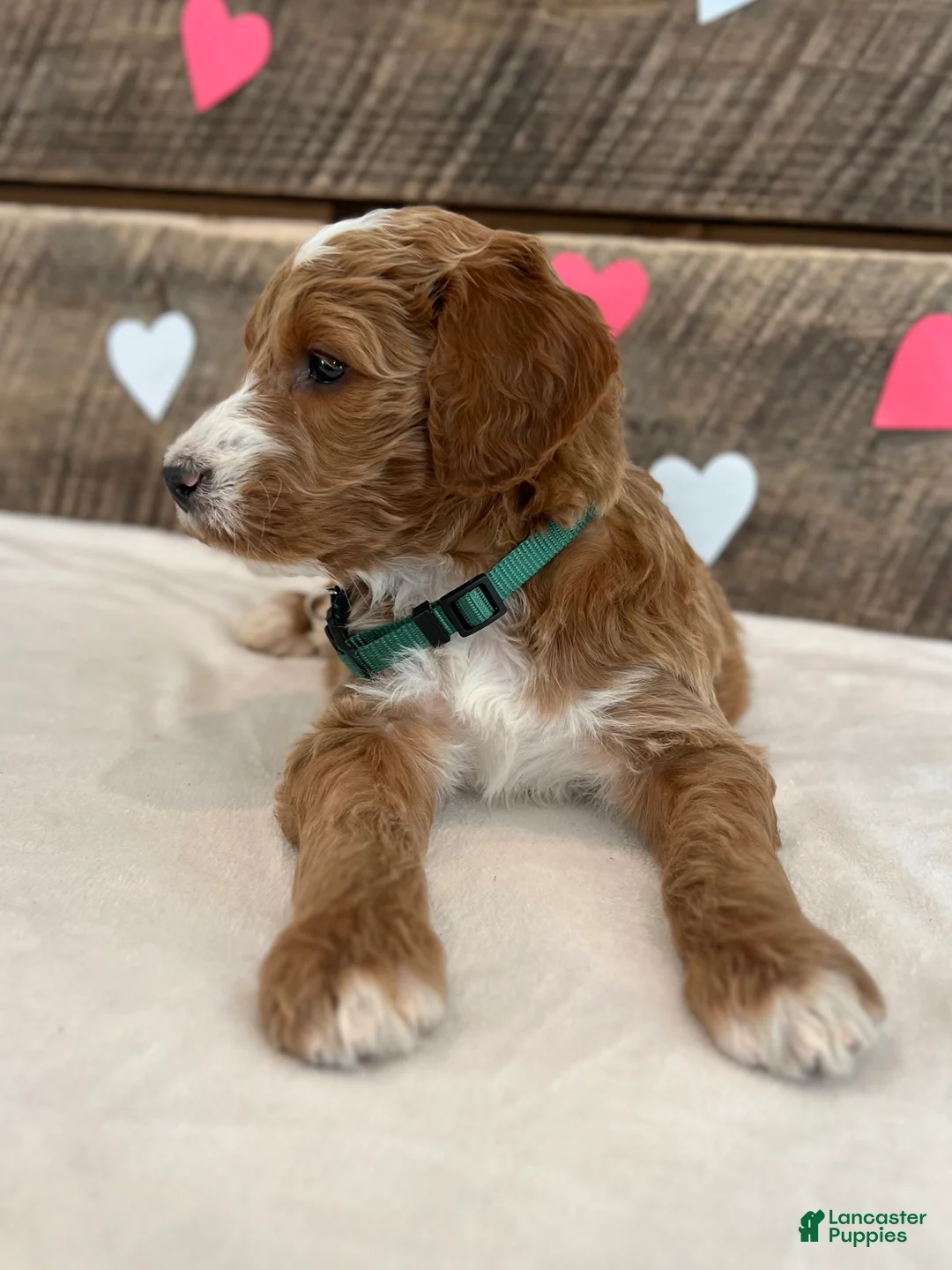 Irish Doodle dogs for sale: Jackson - Ad 13