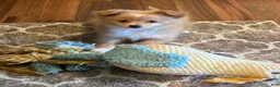 Mixed Breed dogs for sale: Teddy Tito - Ad 1