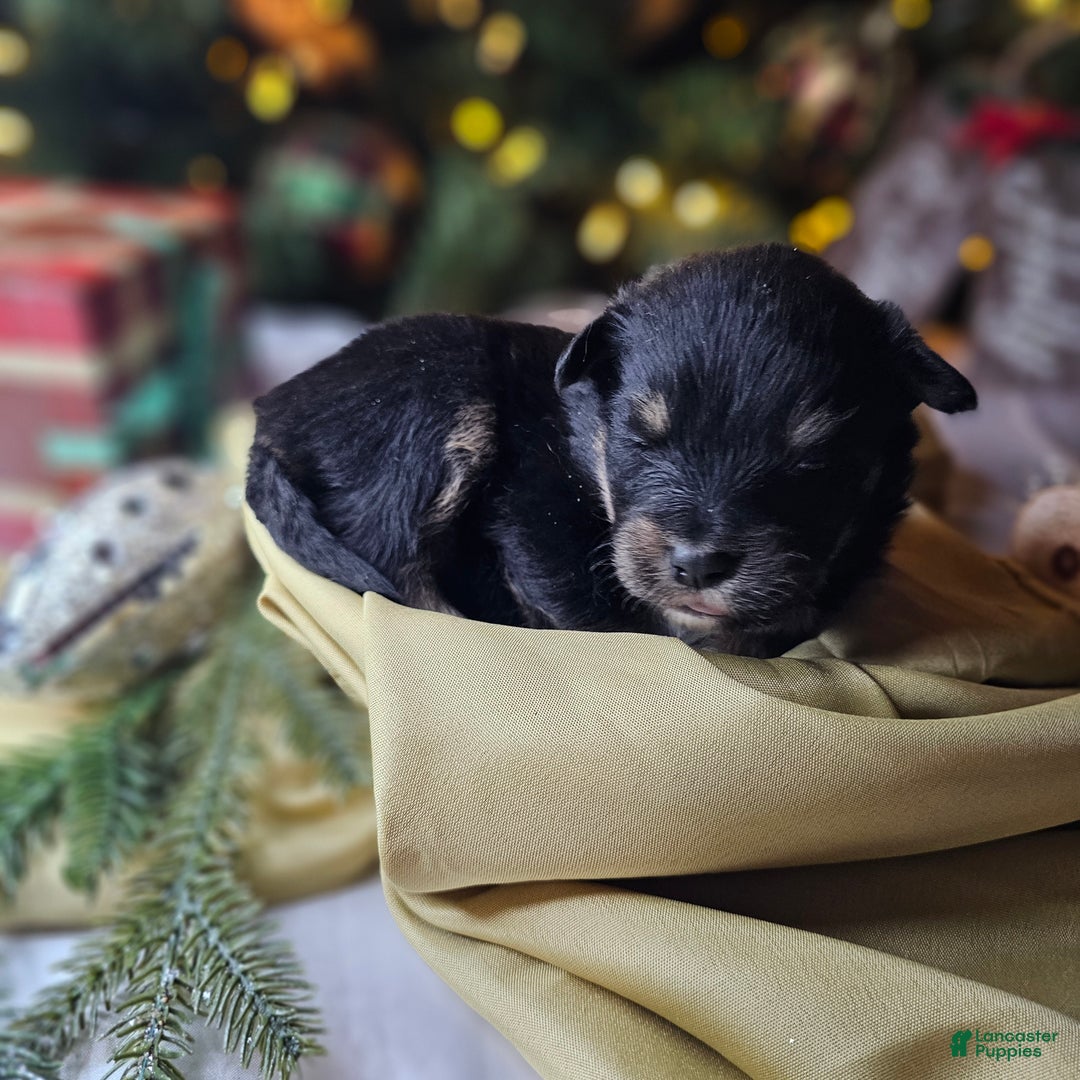 Mixed Breed dogs for sale: The Enchanted Pomalier 🐾 - Ad 20