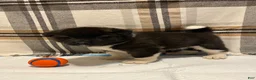 Akita dogs for sale: Donni - Ad 5