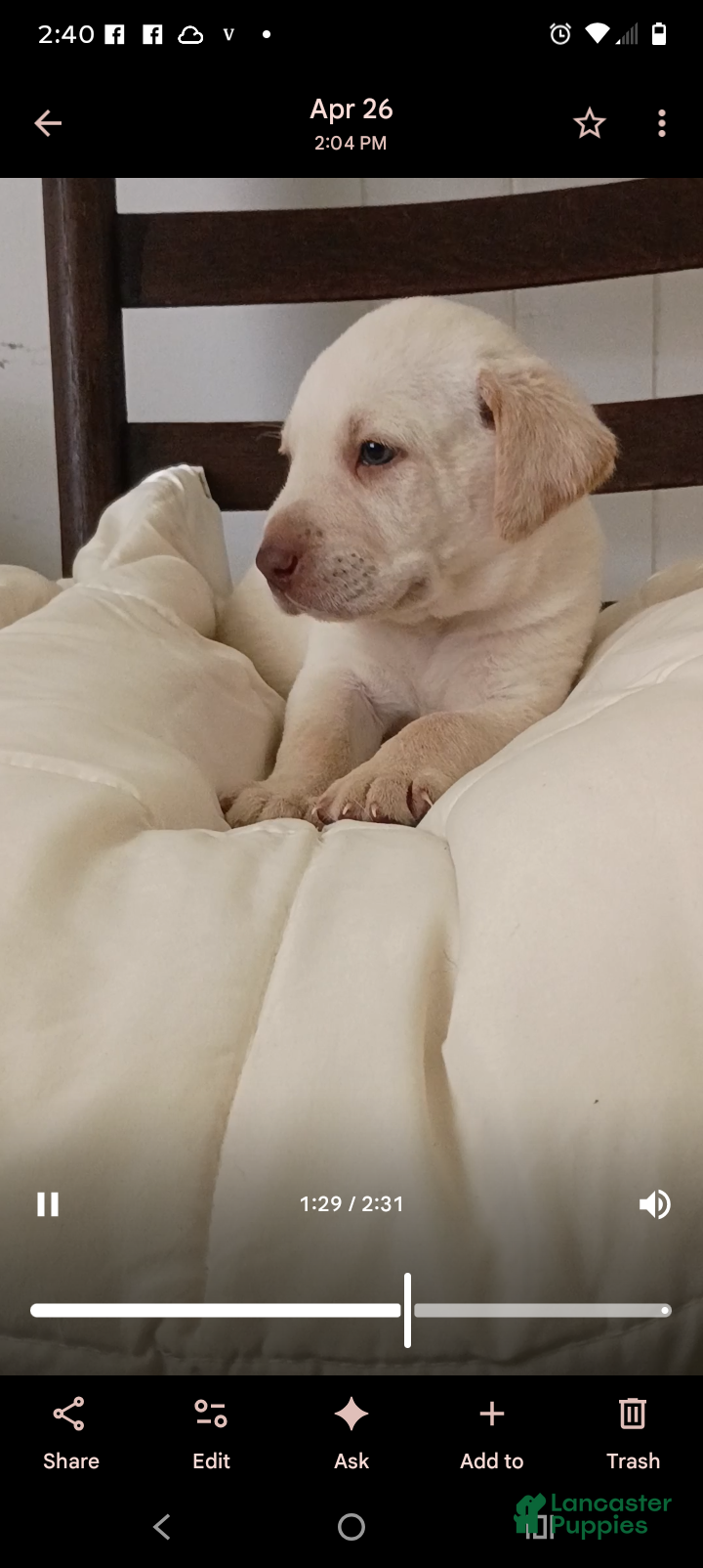 Labrador Retriever dogs Labrador Retriever Puppy 1 - Ad 2