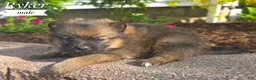 Pomsky dogs for sale: Ryker - Ad 2