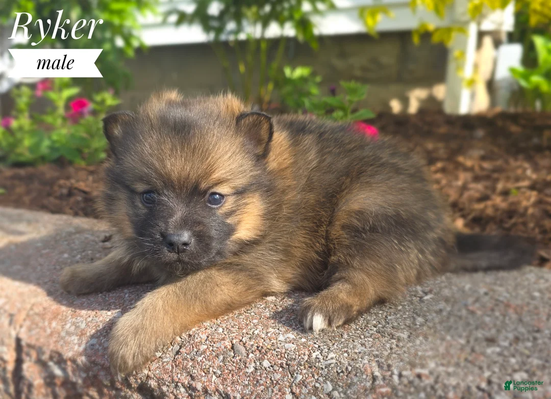 Pomsky dogs for sale: Ryker - Ad 2