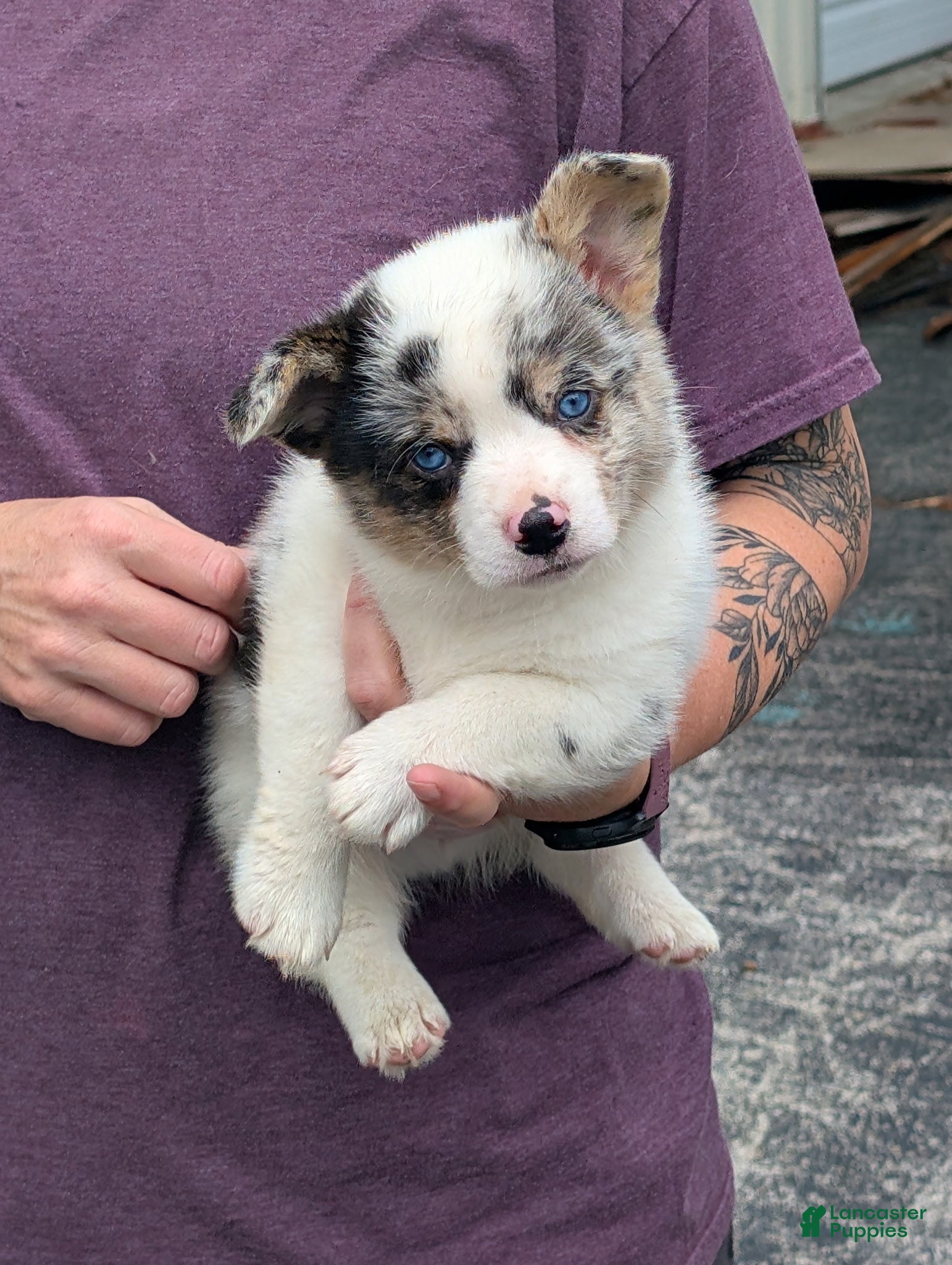 American Corgi dogs Cass - Ad 2