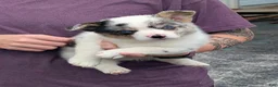 American Corgi dogs for sale: Cass - Ad 2