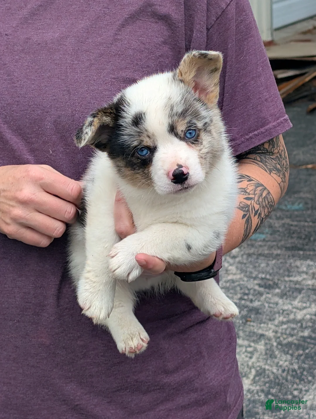 American Corgi dogs for sale: Cass - Ad 2