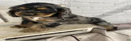 Cocker Spaniel dogs for sale: Tilly - Ad 10