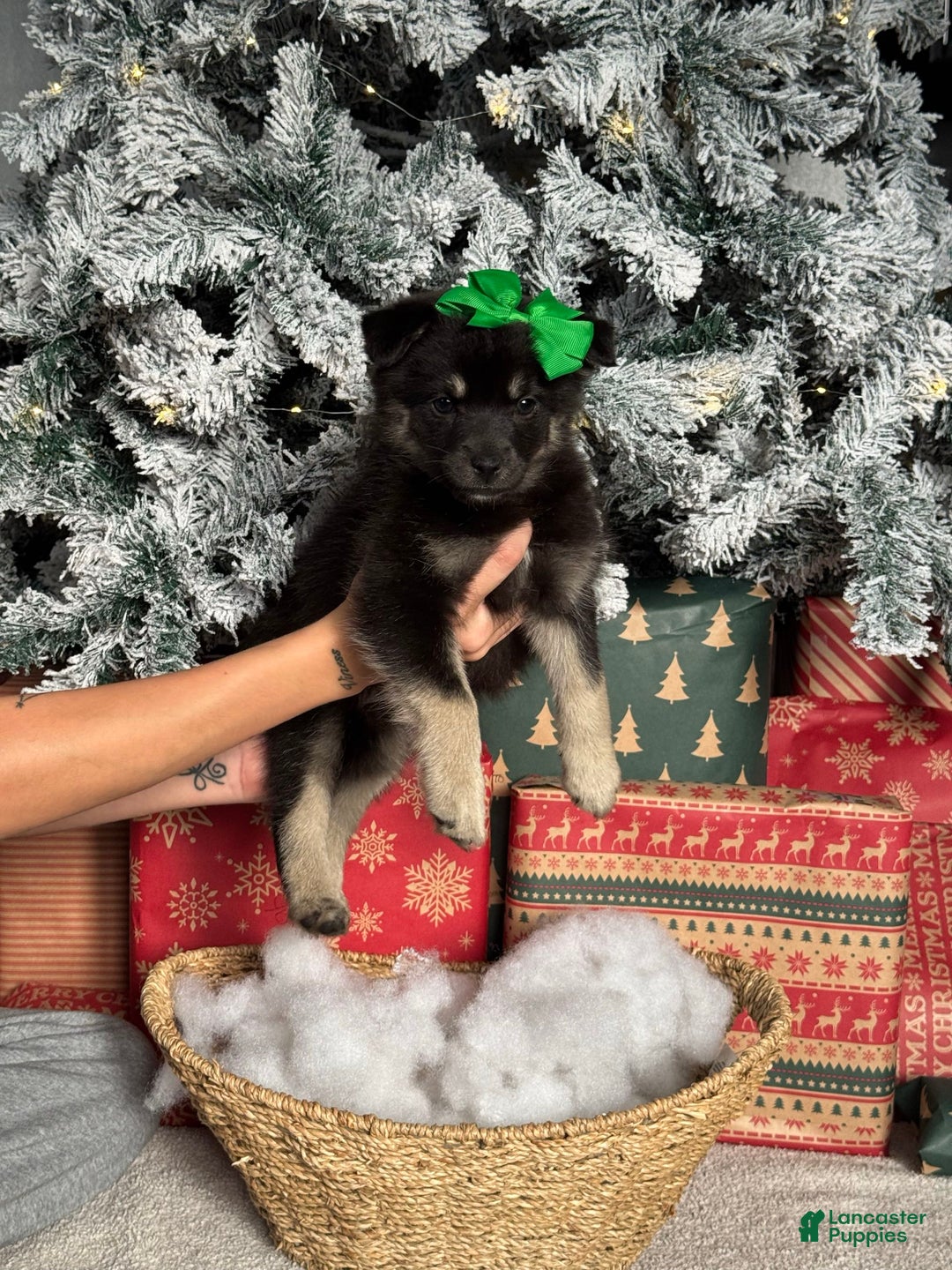 Pomsky dogs for sale: Jolly - Ad 2