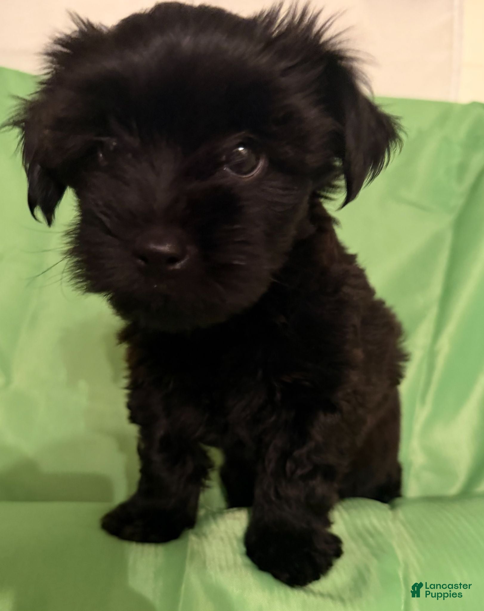 Yorkiepoo dogs Umi - Ad 32