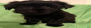 Umi