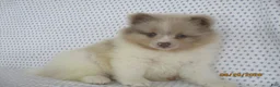 Pomeranian dogs for sale: Jordan - Ad 1