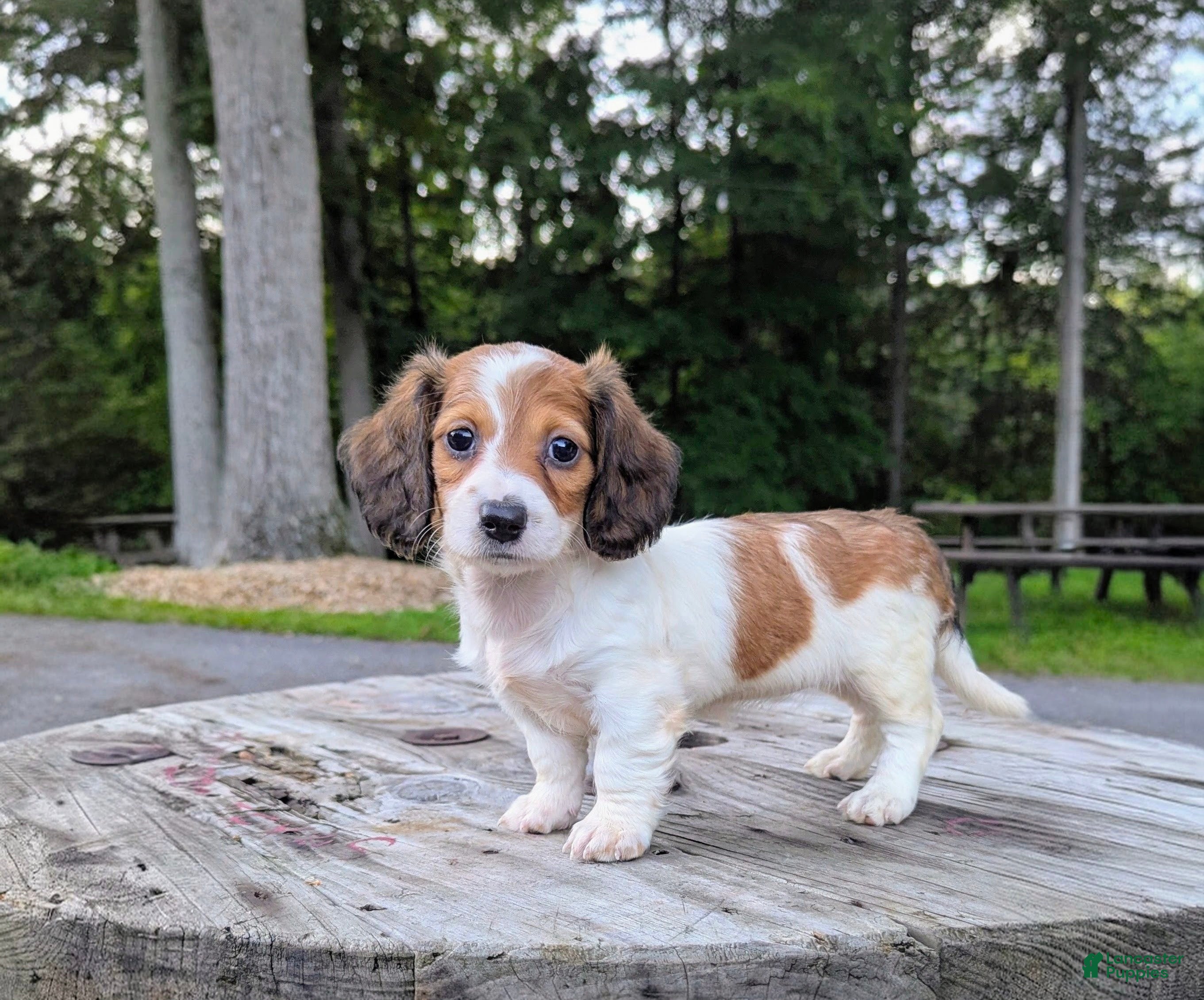 Dachshund dogs for sale: Luna - Ad 2
