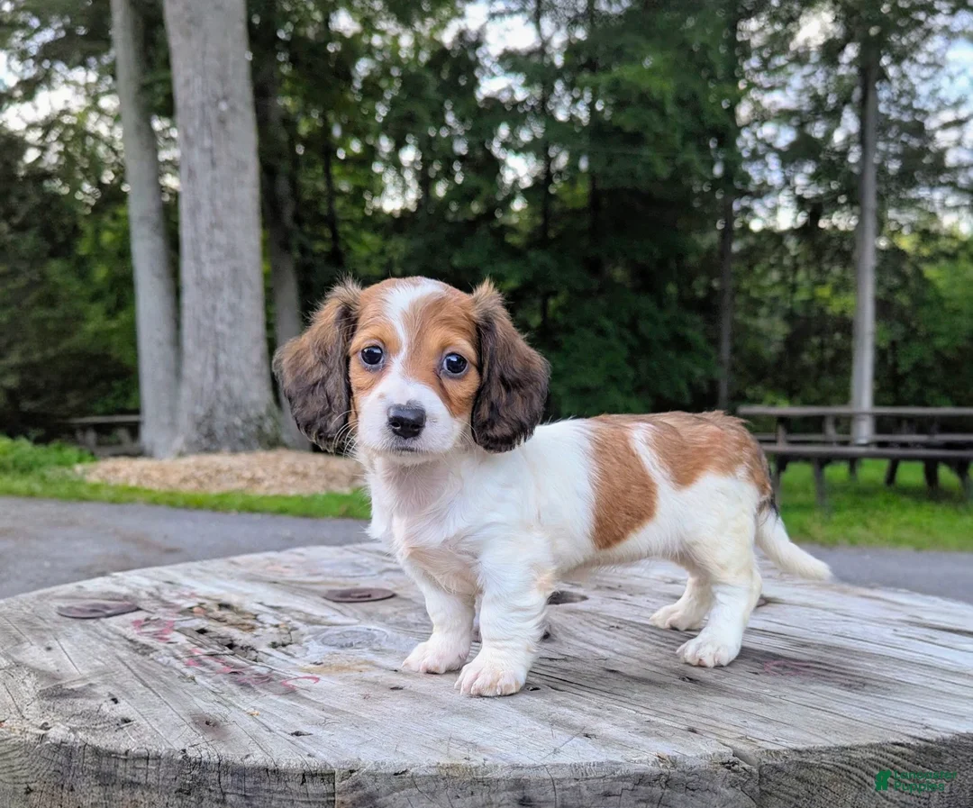 Dachshund dogs for sale: Luna - Ad 1