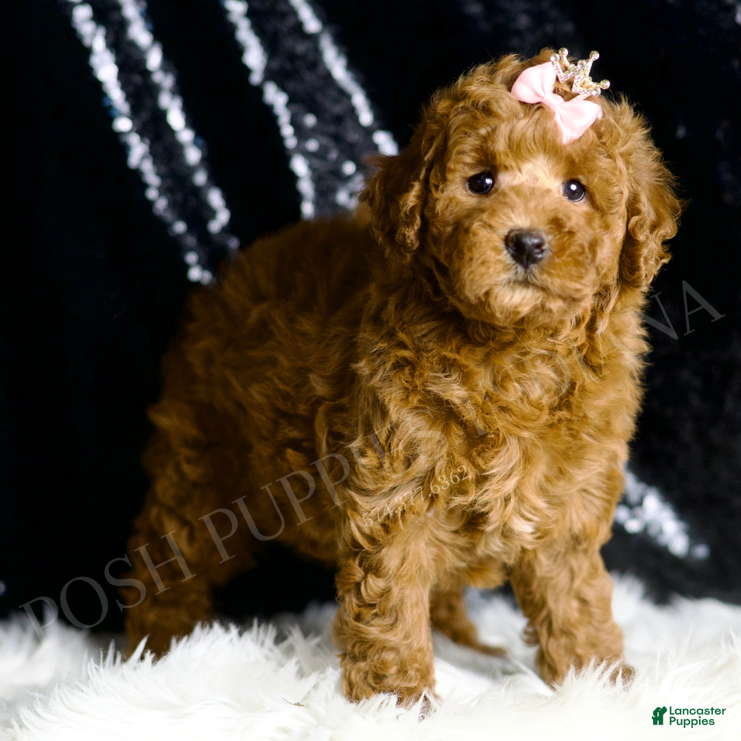 Mini Goldendoodle dogs for sale: Lady - Ad 1