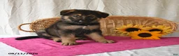 German Shepherd dogs for sale: Trixi  - Ad 3