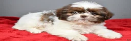 Shih Tzu dogs for sale: Peanut - Ad 7