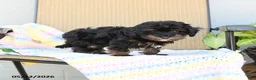 Havapoo dogs for sale: Sprinkle - Ad 9